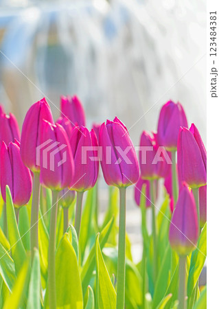 家の周りの草花 四季の色々 美しい早咲きのチュウリップの花が咲きました 家の周りの草花 四季の色々 美しい早咲きのチュウリップの花が咲きました 123484381