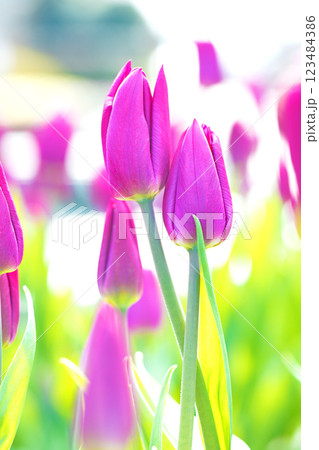 家の周りの草花　四季の色々　美しい早咲きのチュウリップの花が咲きました 123484386