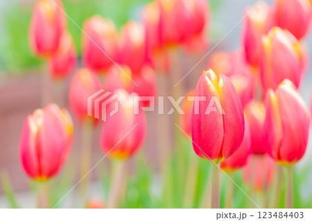 家の周りの草花　四季の色々　美しい早咲きのチュウリップの花が咲きました 123484403