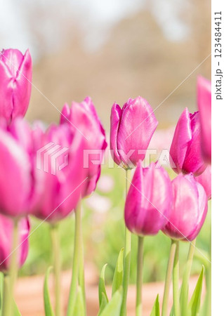 家の周りの草花　四季の色々　美しい早咲きのチュウリップの花が咲きました 123484411