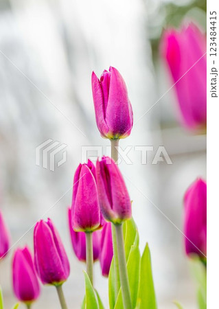 家の周りの草花 四季の色々 美しい早咲きのチュウリップの花が咲きました 家の周りの草花 四季の色々 美しい早咲きのチュウリップの花が咲きました 123484415