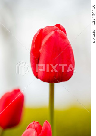 家の周りの草花 四季の色々 美しい早咲きのチュウリップの花が咲きました 家の周りの草花 四季の色々 美しい早咲きのチュウリップの花が咲きました 123484416