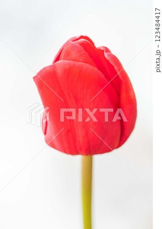家の周りの草花　四季の色々　美しい早咲きのチュウリップの花が咲きました 123484417