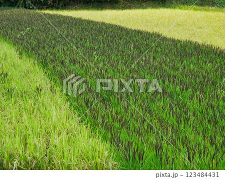 日本の田園風景と稲の収穫：豊かな農業の恵み 123484431