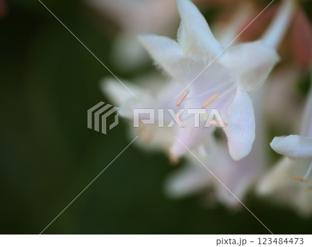 10月に咲いた可憐なアベリアの花 10月に咲いた可憐なアベリアの花 123484473
