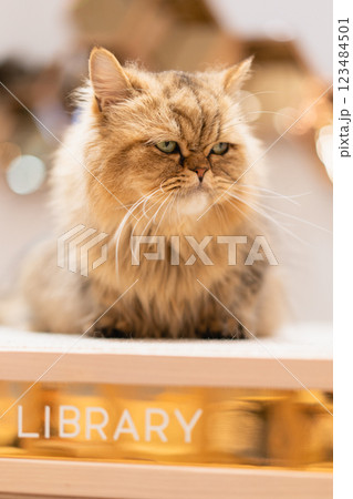 本棚の上に座って睨みつける猫カフェの猫 123484501