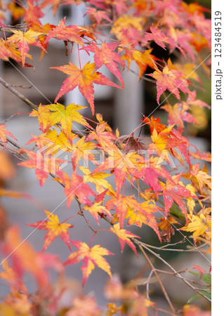 京都市左京区修学院　赤山禅院（せきざんぜんいん）延暦寺別院（方除けの神）　紅葉 123484519