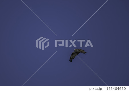 獲物を探して飛ぶミサゴ 獲物を探して飛ぶミサゴ 123484630