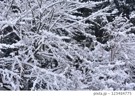 優しい冬 123484775