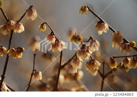 ロウバイの花 123484863