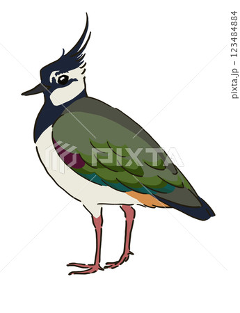 メスのタゲリのイラスト 123484884