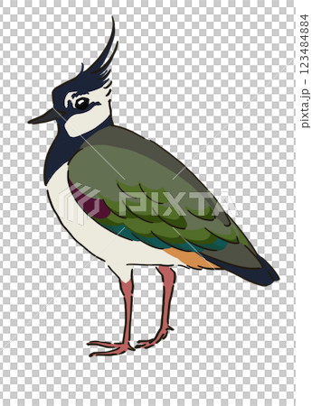 Illustration of a female lapwing Illustration of a female lapwing 123484884