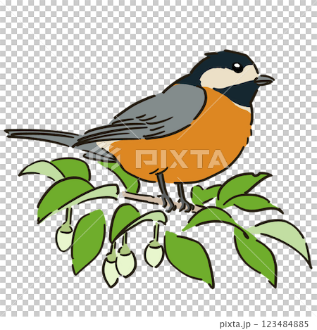 Illustration of a varied tit perched on a snowbell tree 123484885
