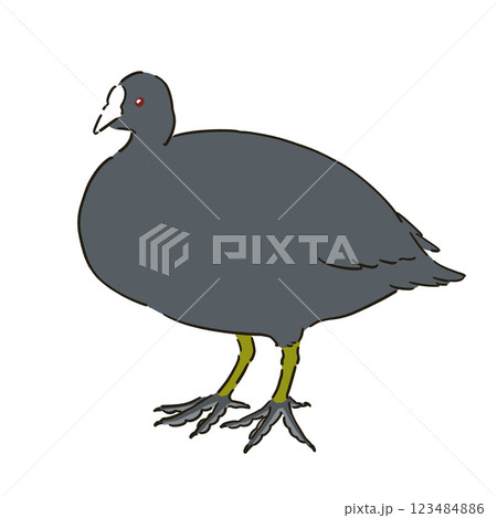 オオバンのイラスト 123484886