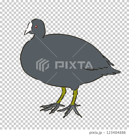 オオバンのイラスト 123484886