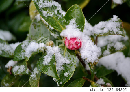 雪に耐える山茶花の蕾 123484895