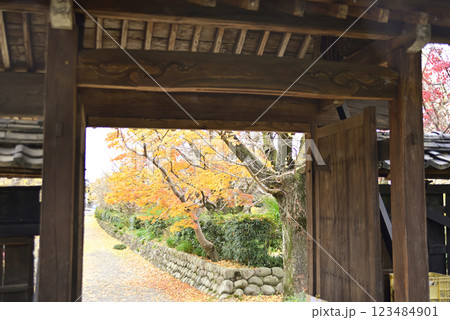 羽島一乗寺のイチョウ 羽島一乗寺のイチョウ 123484901
