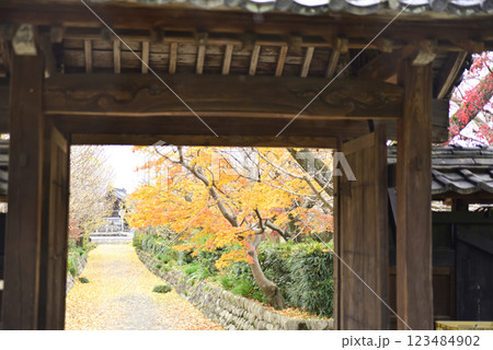 羽島一乗寺のイチョウ 123484902