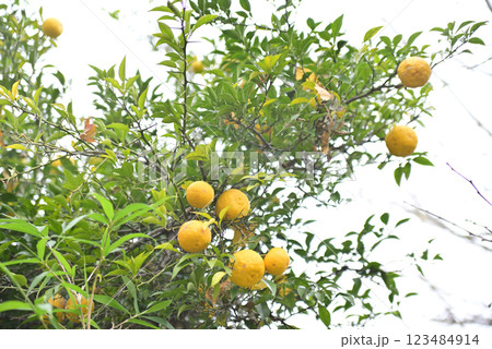 羽島一乗寺のイチョウ 羽島一乗寺のイチョウ 123484914