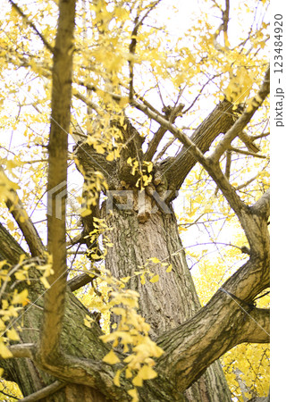 羽島一乗寺のイチョウ 羽島一乗寺のイチョウ 123484920