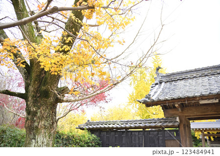 羽島一乗寺のイチョウ 羽島一乗寺のイチョウ 123484941