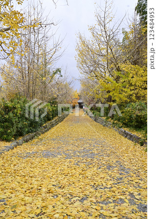 羽島一乗寺のイチョウ 羽島一乗寺のイチョウ 123484953