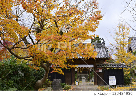 羽島一乗寺のイチョウ 羽島一乗寺のイチョウ 123484956