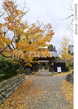 羽島一乗寺のイチョウ 123484958