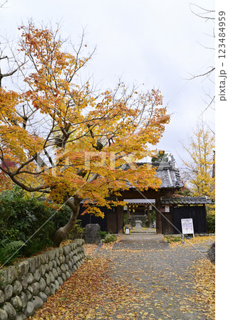 羽島一乗寺のイチョウ 123484959