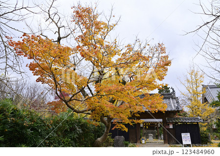 羽島一乗寺のイチョウ 羽島一乗寺のイチョウ 123484960