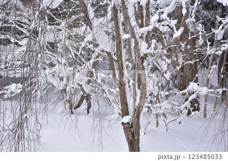 優しい冬 123485033