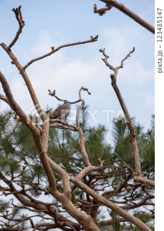 Bird on the Tree Branch, with blue sky in winter 123485147