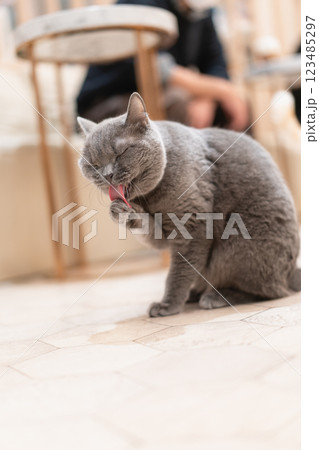 自分の手を舐める猫カフェの猫 123485297