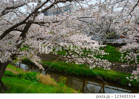 奈良・桜井市の満開の桜 奈良・桜井市の満開の桜 123485314