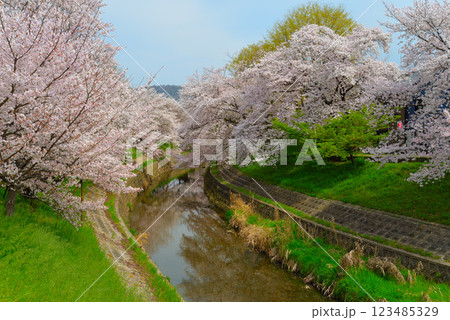 奈良・桜井市の満開の桜 123485329