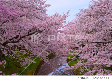奈良・桜井市の満開の桜 奈良・桜井市の満開の桜 123485344