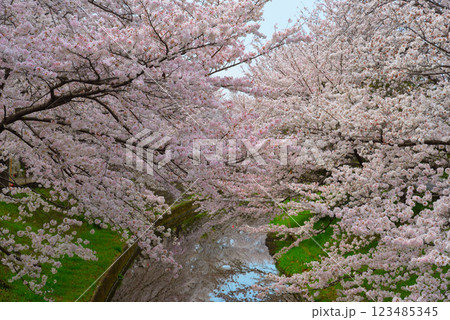 奈良・桜井市の満開の桜 123485345