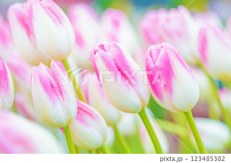 家の周りの草花　四季の色々　植物園の花壇に美しい早咲きのチュウリップの花が咲きました　 123485382