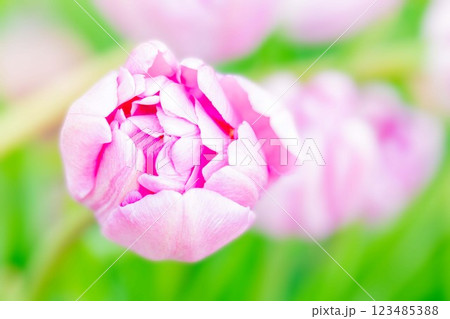 家の周りの草花　四季の色々　植物園の花壇に美しい早咲きのチュウリップの花が咲きました　 123485388
