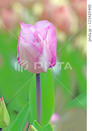 家の周りの草花 四季の色々 植物園の花壇に美しい早咲きのチュウリップの花が咲きました 家の周りの草花 四季の色々 植物園の花壇に美しい早咲きのチュウリップの花が咲きました 123485400