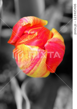 家の周りの草花　四季の色々　美しい早咲きのチュウリップの花が咲きました 123485406