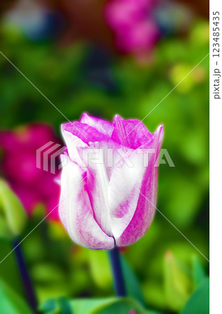 家の周りの草花 四季の色々 植物園の花壇に美しい早咲きのチュウリップの花が咲きました 家の周りの草花 四季の色々 植物園の花壇に美しい早咲きのチュウリップの花が咲きました 123485435