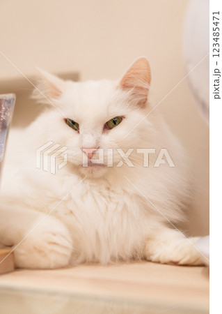 猫カフェの眠たそうな白猫 123485471