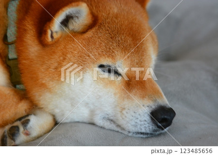 柴犬 123485656