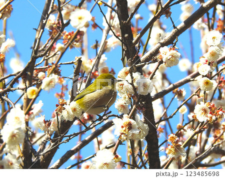 梅の花の蜜を吸うメジロ 123485698