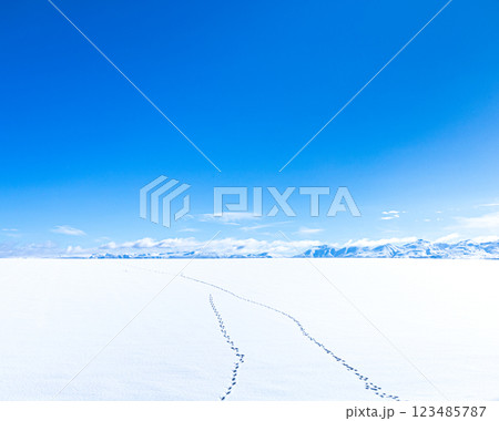 抜けるような青空と雪原に残る野生動物の足跡のイメージ風景 123485787