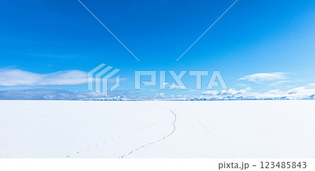 抜けるような青空と雪原に残る野生動物の足跡のイメージ風景 123485843