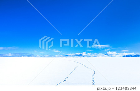 抜けるような青空と雪原に残る野生動物の足跡のイメージ風景 123485844