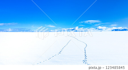 抜けるような青空と雪原に残る野生動物の足跡のイメージ風景 123485845