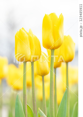 家の周りの草花 四季の色々 植物園の花壇に美しい早咲きのチュウリップの花が咲きました 家の周りの草花 四季の色々 植物園の花壇に美しい早咲きのチュウリップの花が咲きました 123485911